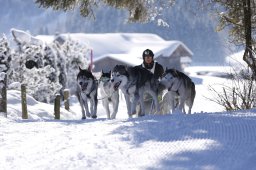 Lenk 2013